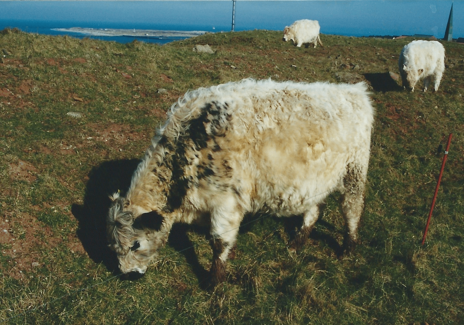 Helgoländer Kuh