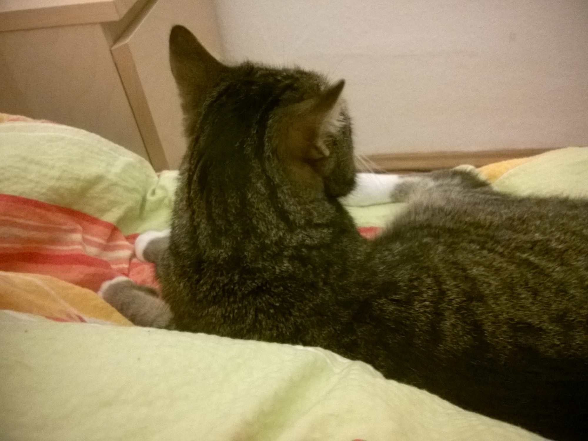 Tigerkatzitatzi im Bett