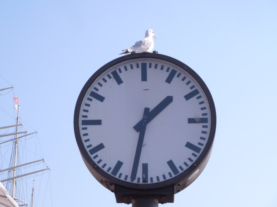 Moewe_mit_zeitgefuehl