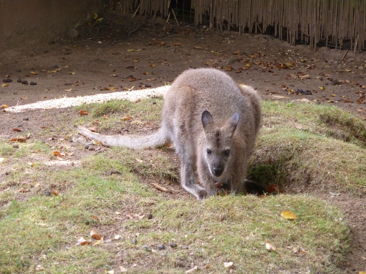 Bennet-Kangaroo
