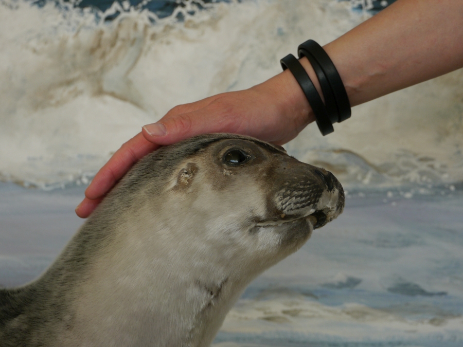 Seehund_streicheln