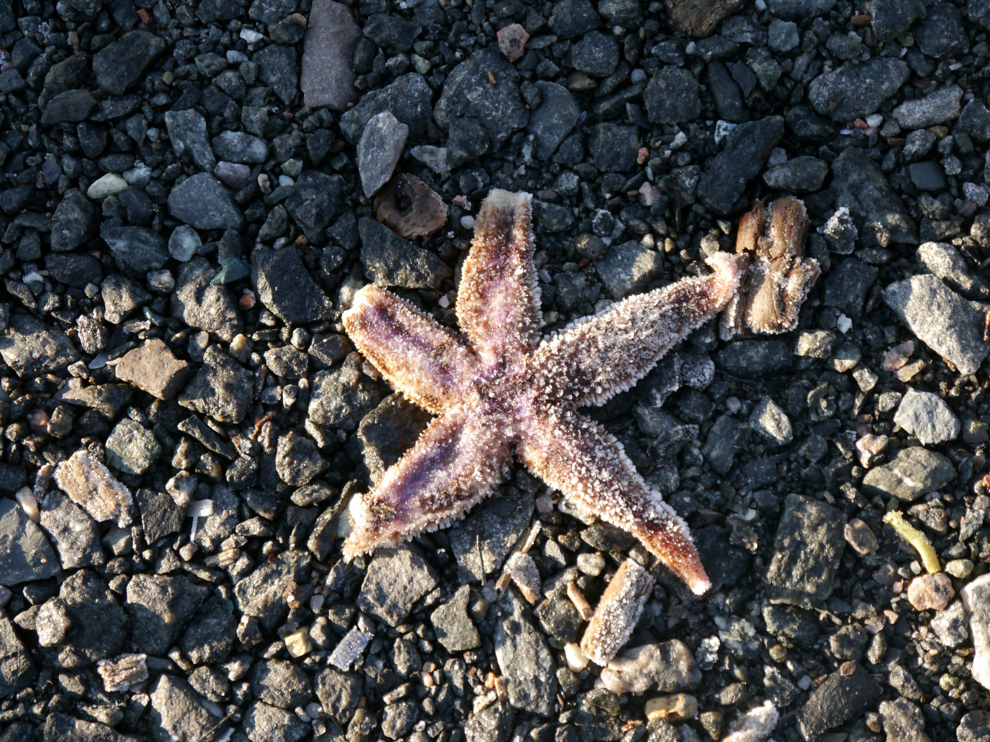 Seestern