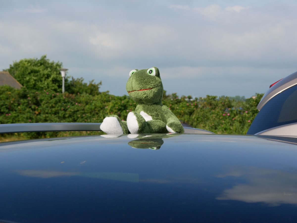 Frosch sonnt sich