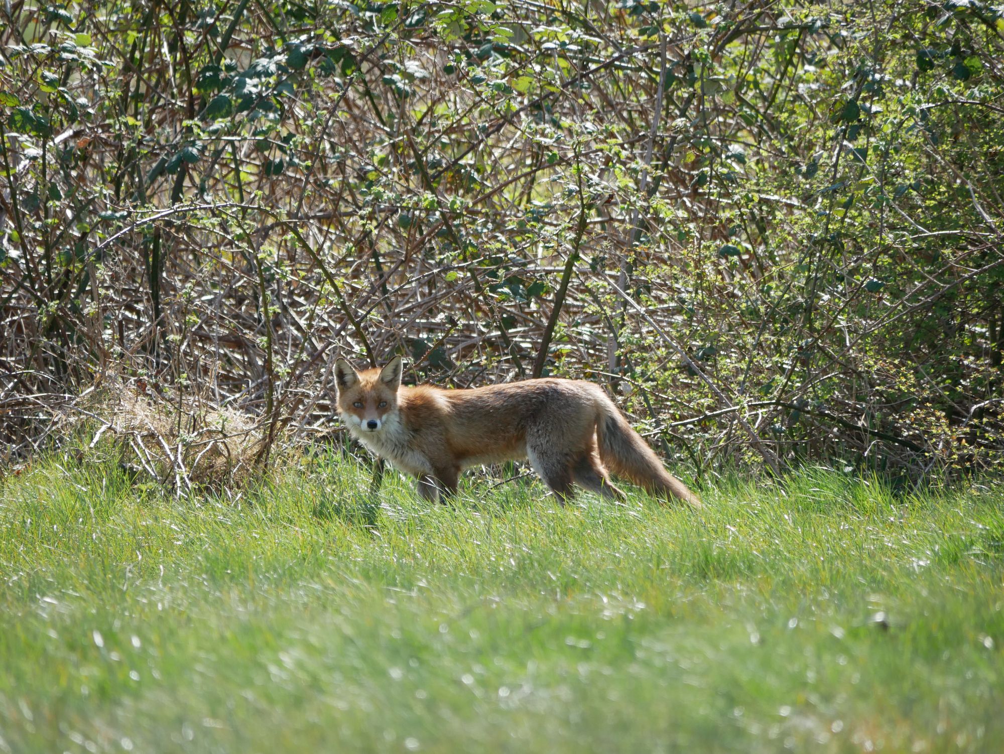 Fuchs auf der Wiese
