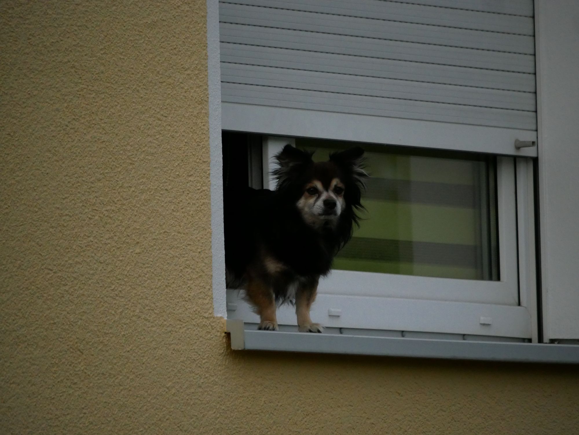 Nachbarshund am Fenster