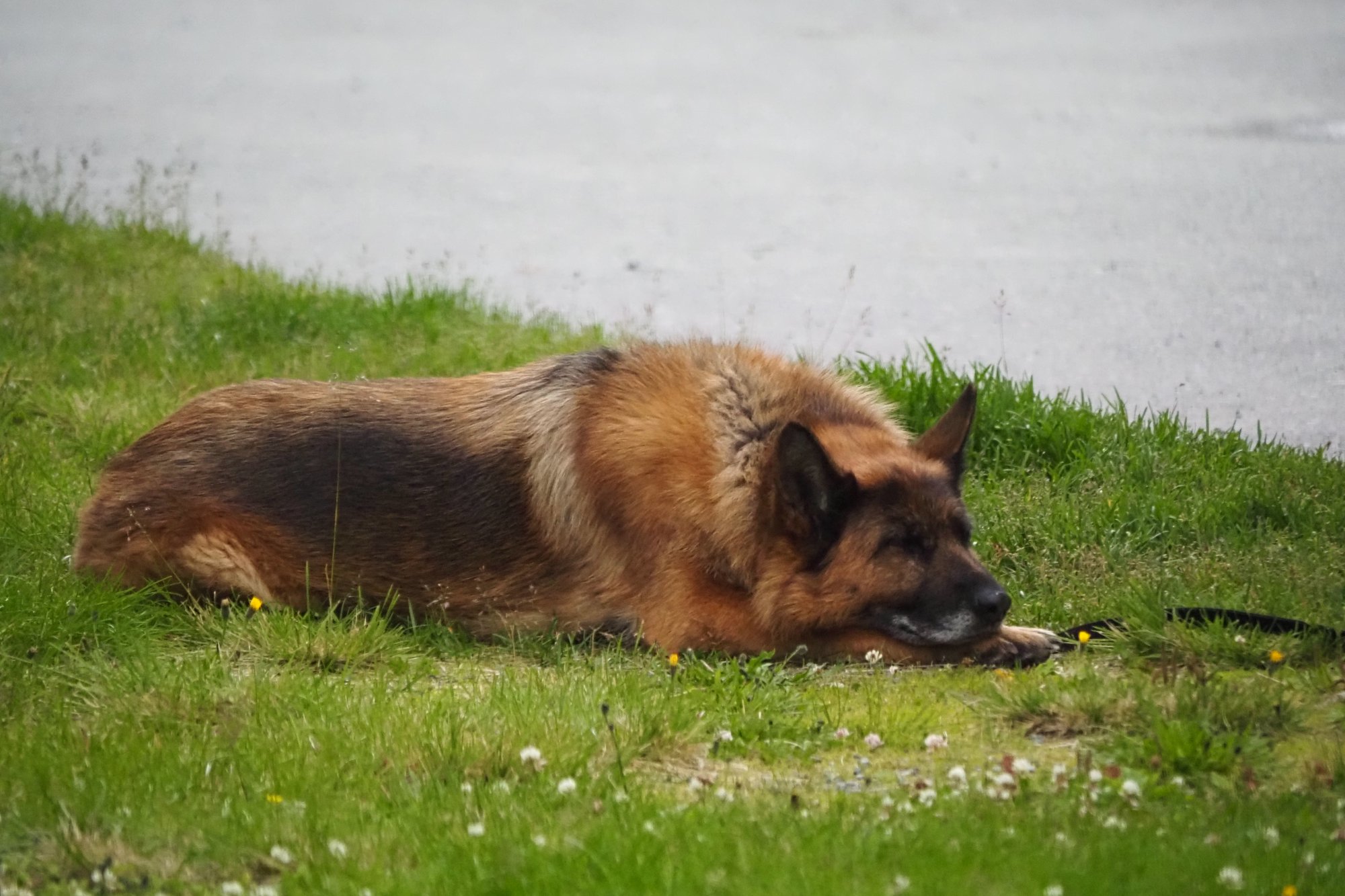 Nachbarshund