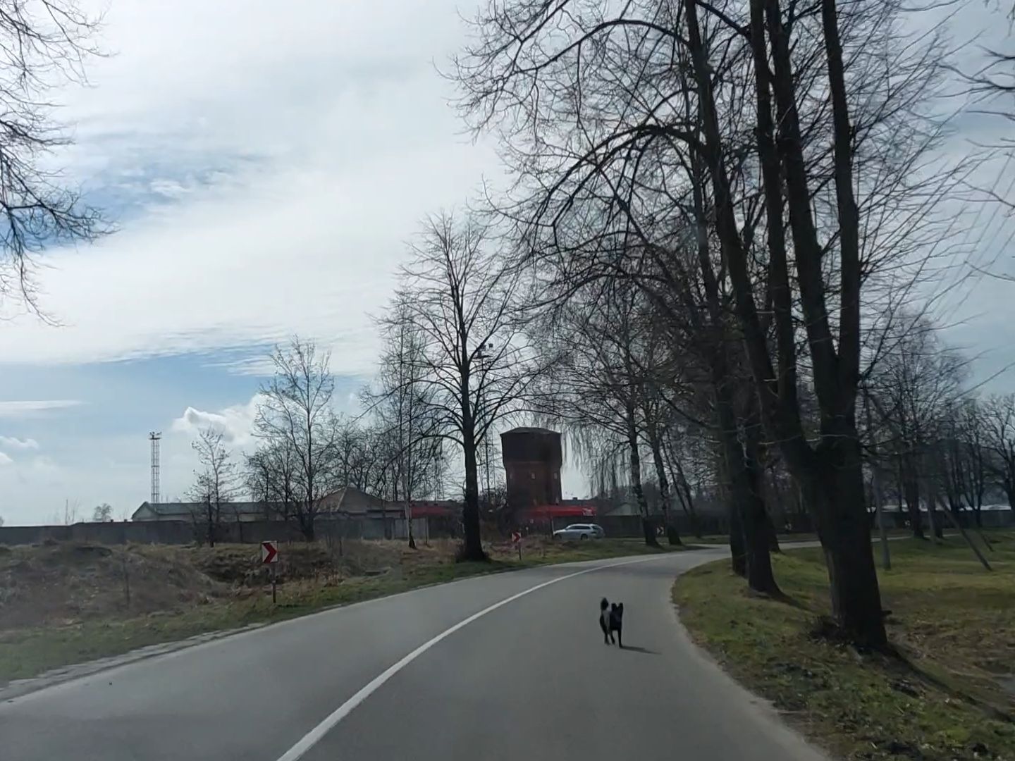 Hund auf der Straße